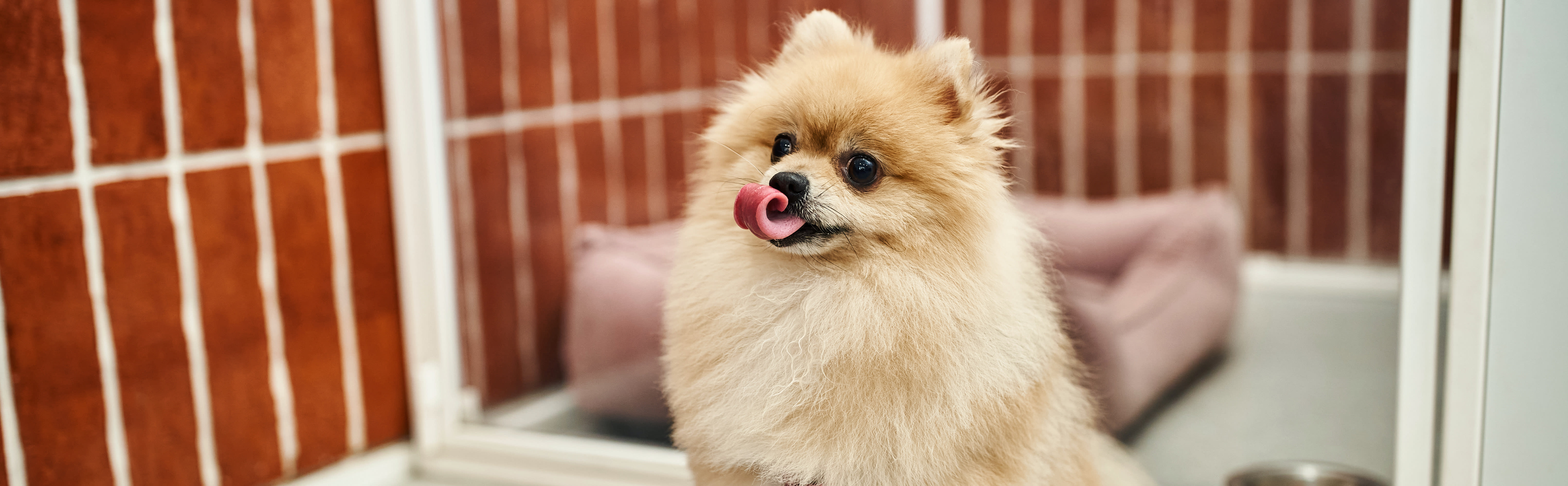 How Long Dogs Can Be Left Alone, Picayune Vet