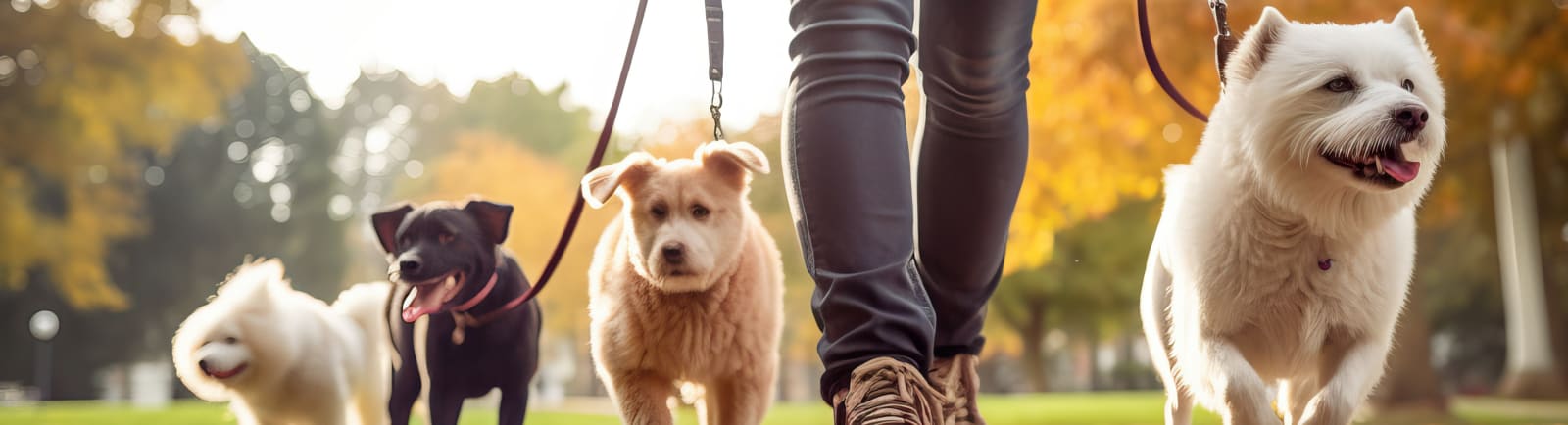 Dog Stops Walking, Picayune Vet