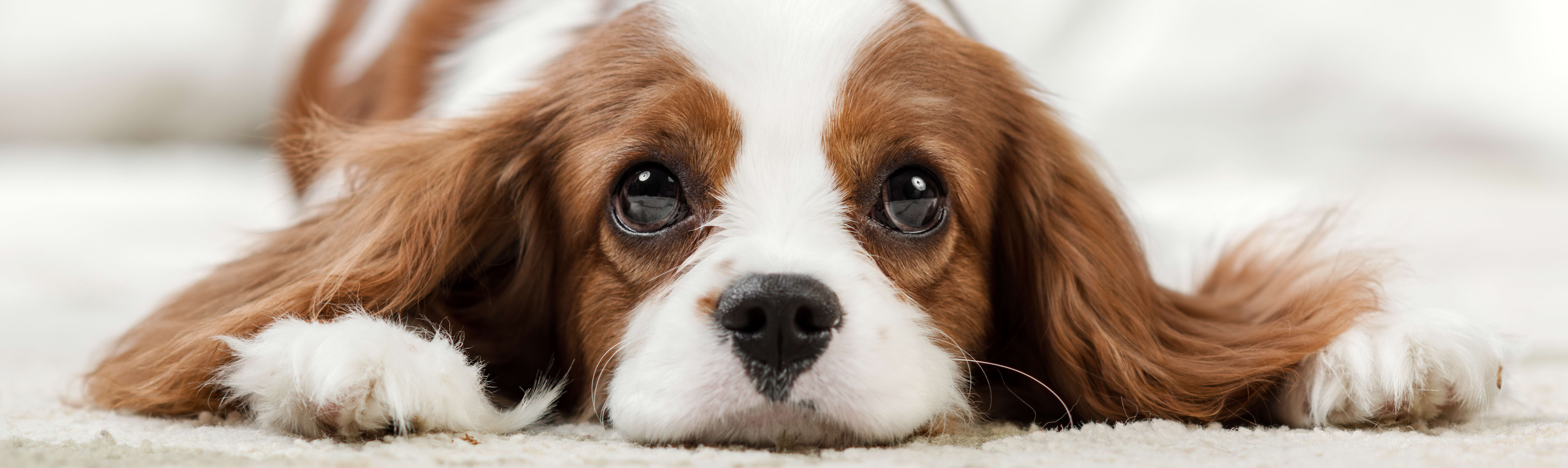 How Many Teeth Dogs Have, Picayune Vet