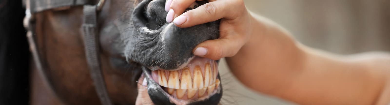 Horse Teeth, Picayune Vet