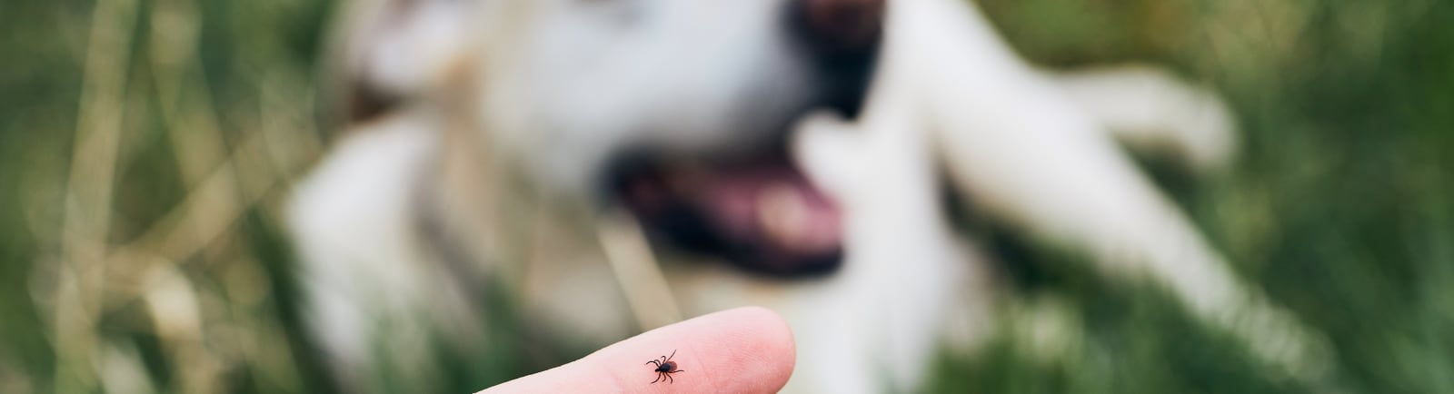 Pet Lyme Disease, Picayune Vet