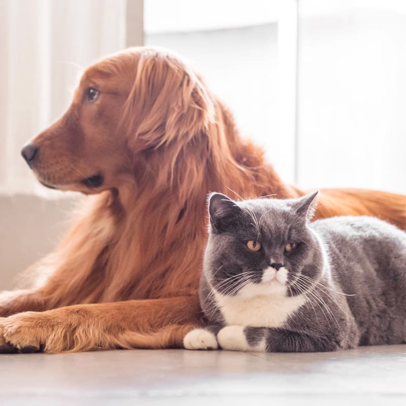 Picayune Veterinary Clinic in Picayune