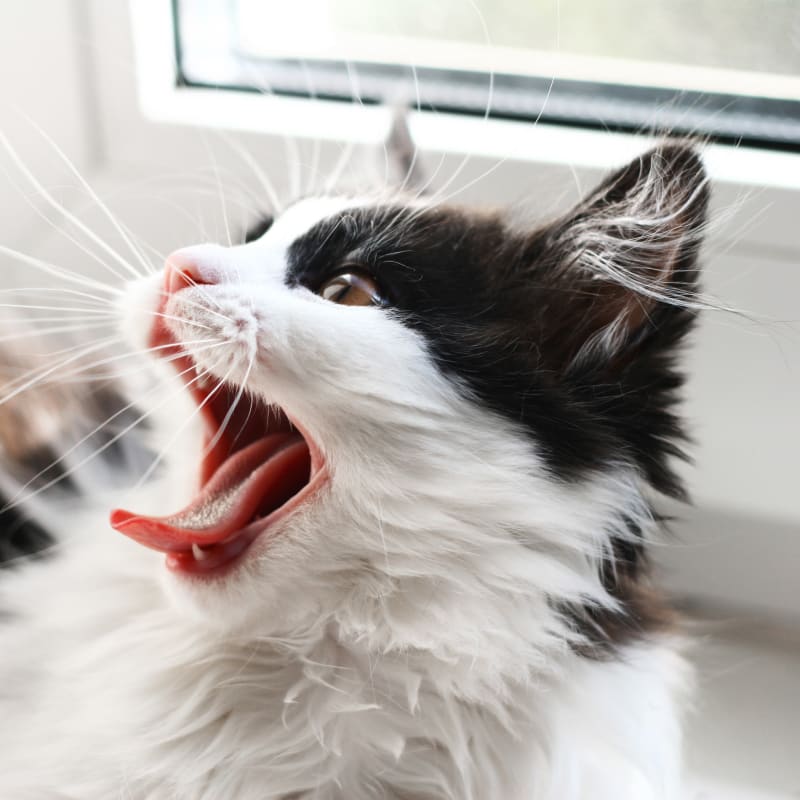 cat dental exam at Picayune Vet