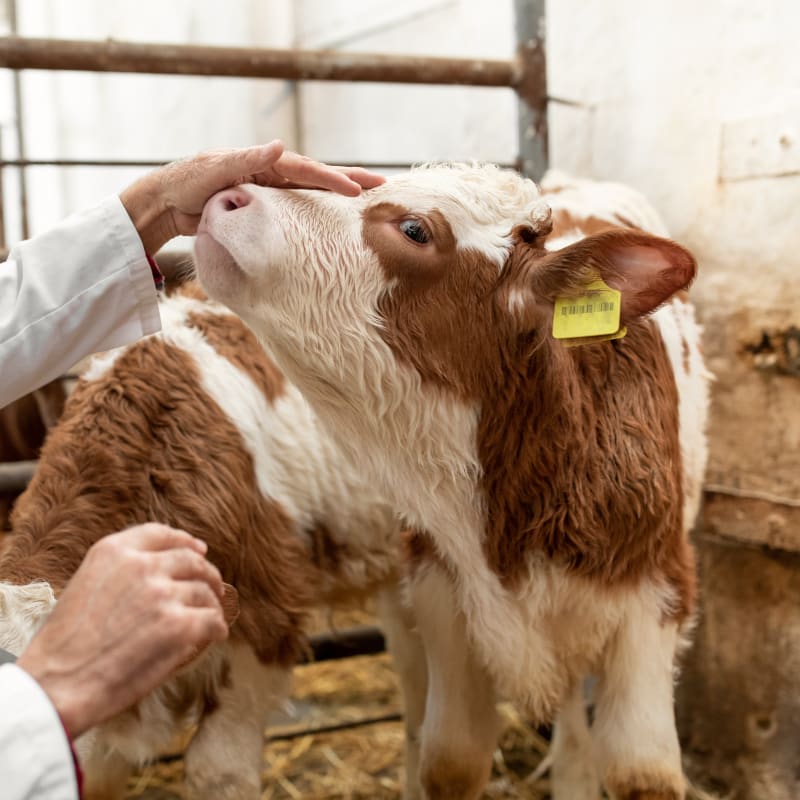 Veterinary Care For Large Animals at Picayune Veterinary Clinic