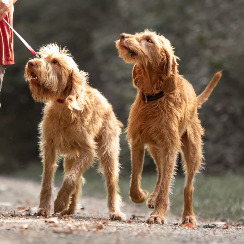 Dog Vaccinations at Picayune Veterinary Clinic